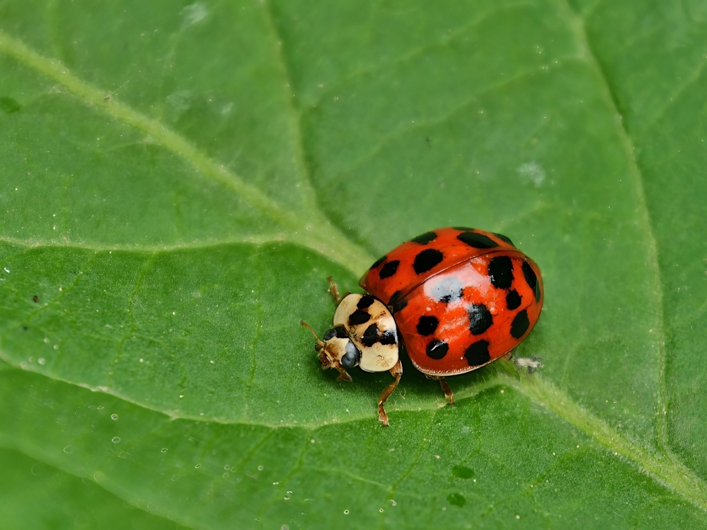 Маленькая красная божья коровка на зеленом листе