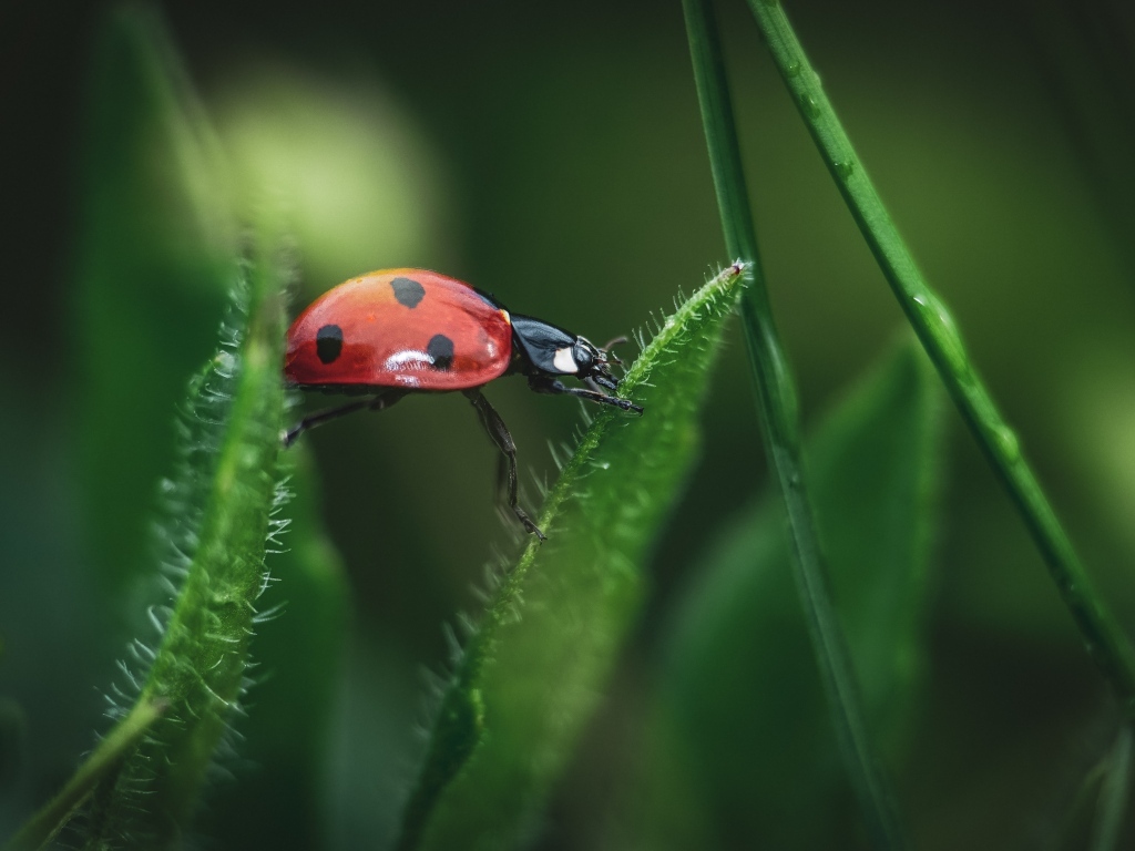 Маленькая красная божья коровка сидит на траве