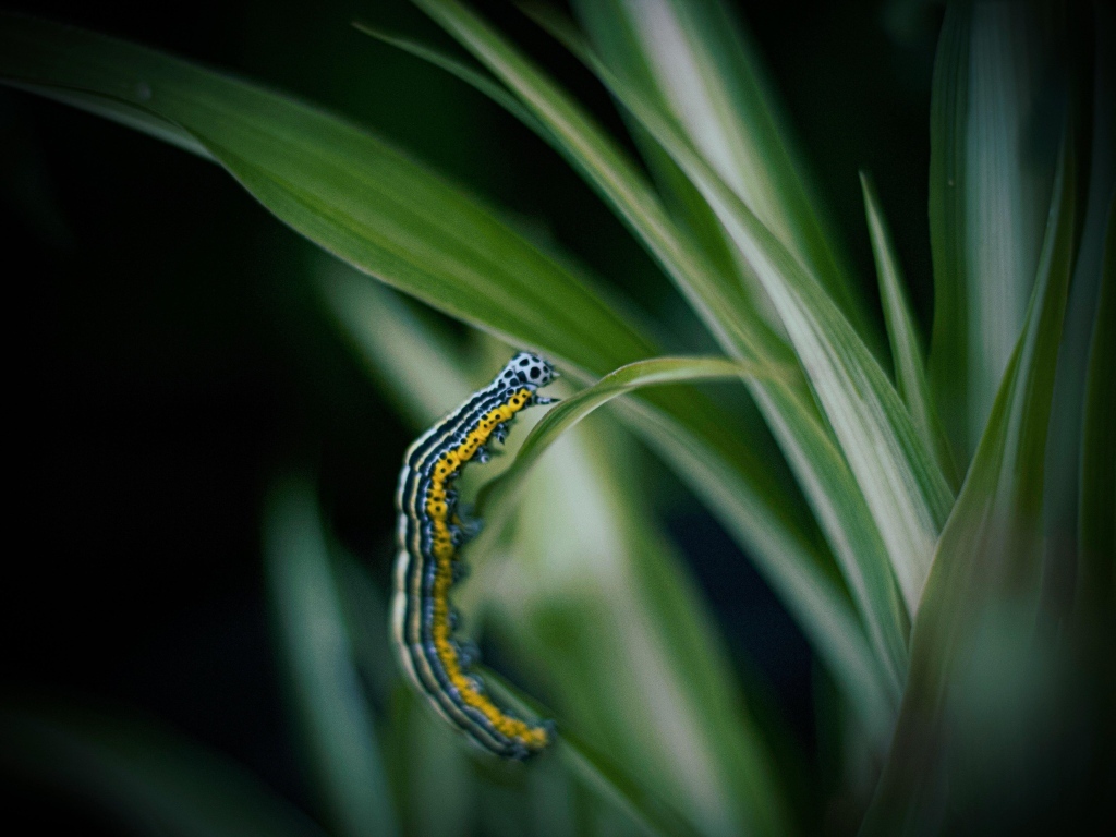 Разноцветная гусеница на зеленой траве