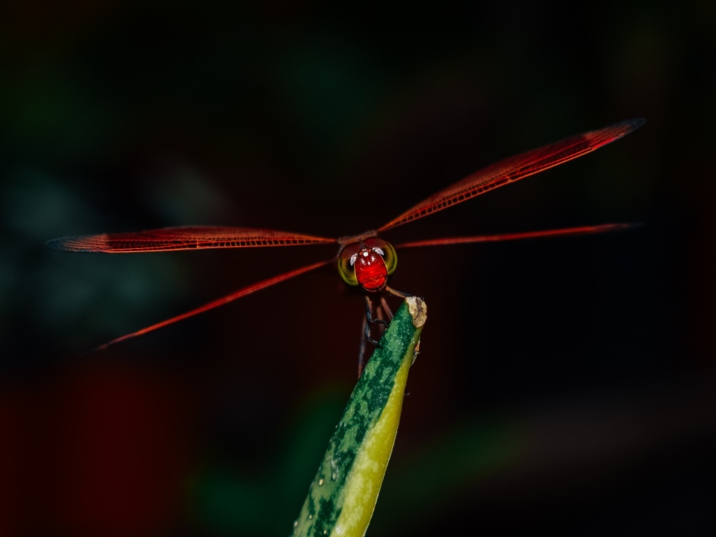 Красная стрекоза сидит на траве