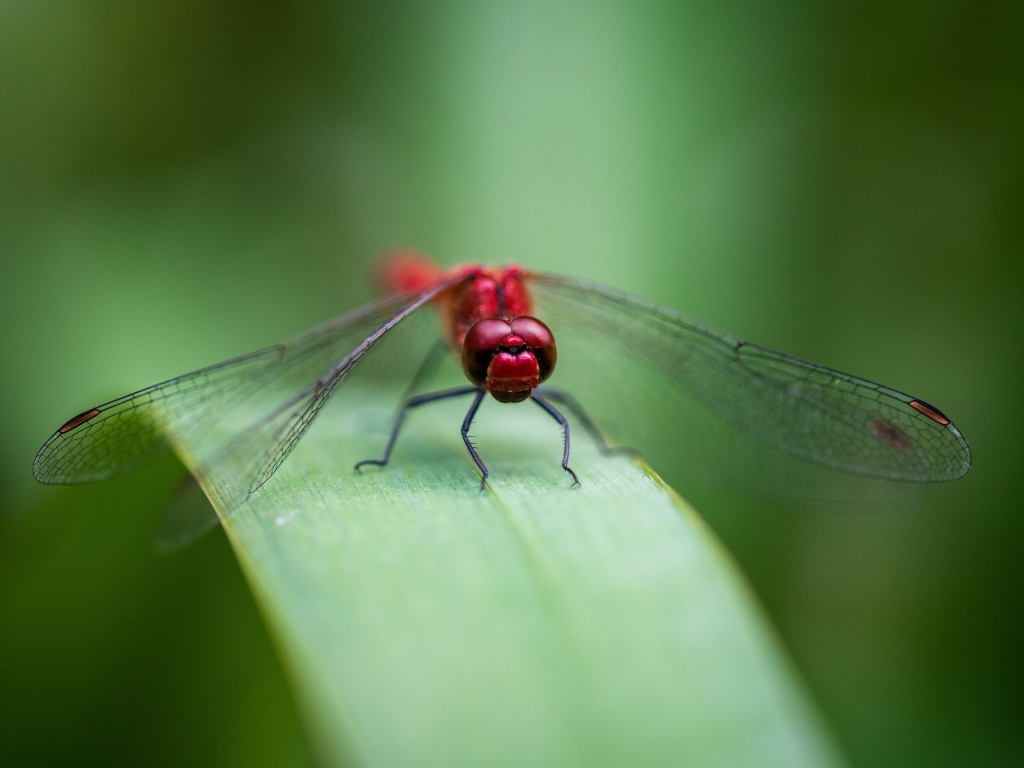 Красная стрекоза с прозрачными крыльями на зеленом листке