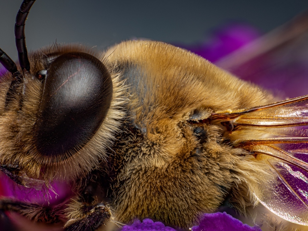 Лохматая пчела на цветке крупным планом
