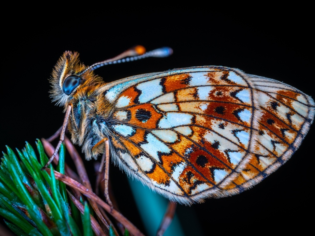 Маленькая коричневая бабочка на черном фоне