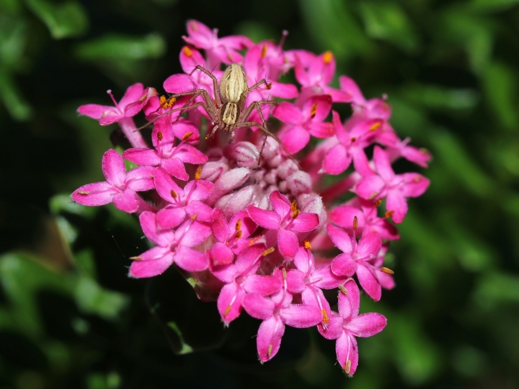 Маленький крабовый паук на розовом цветке