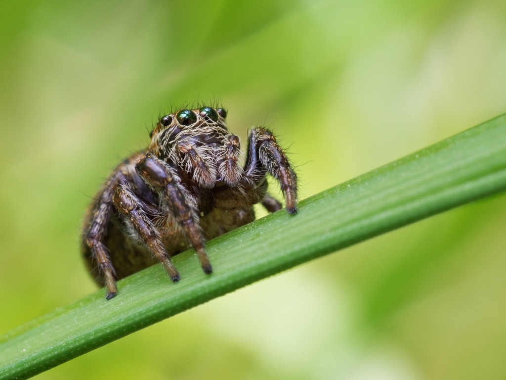 Паук с большими глазами на зеленом листке