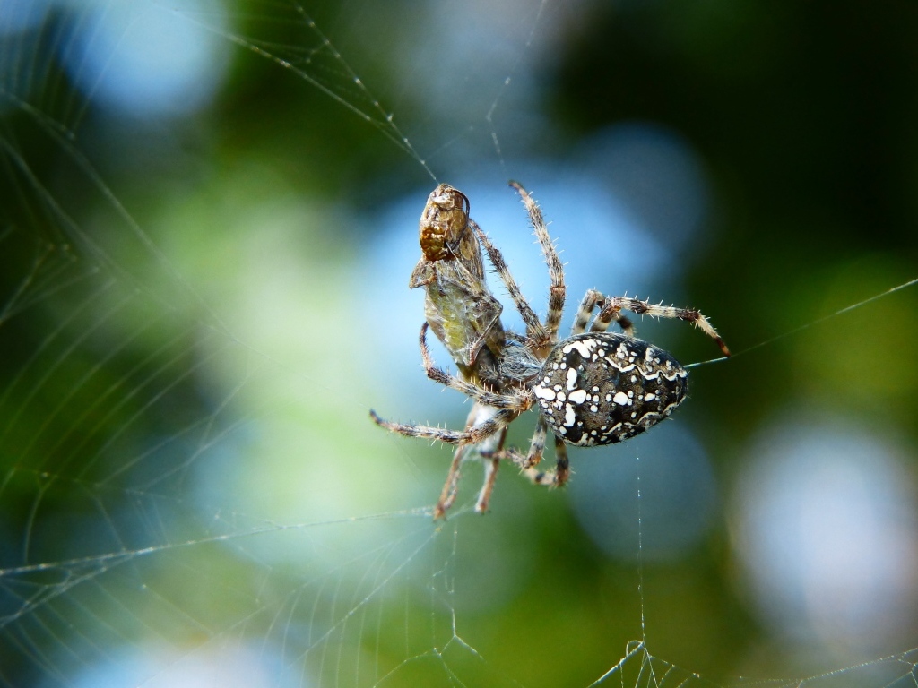 Паук с добычей в паутине