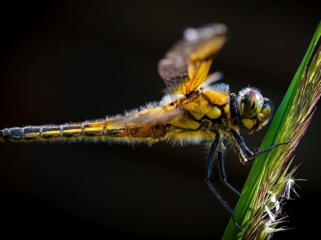 Желтая стрекоза за зеленом колоске на черном фоне