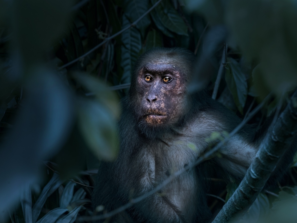 Большая макака сидит в листьях