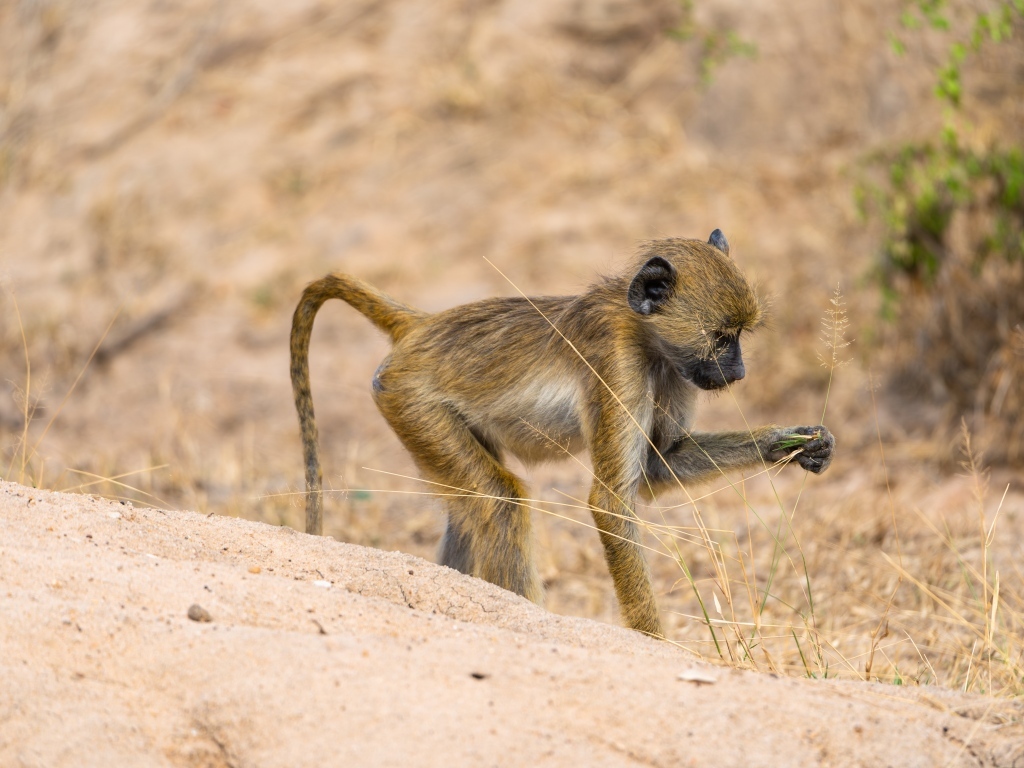 Маленькая обезьянка в сафари парке