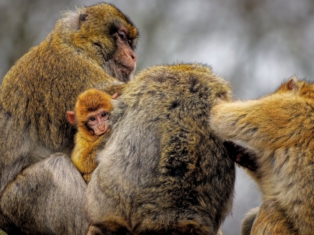 Семейство макак магот