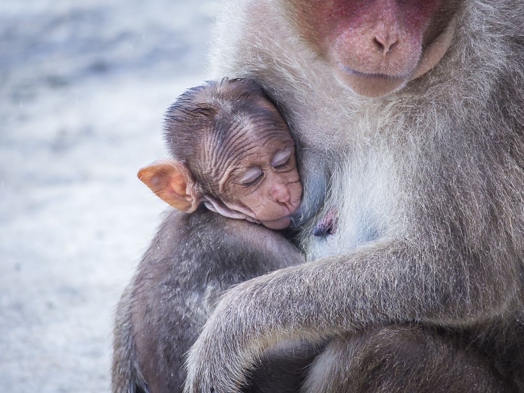 Обезьяна обнимает детеныша 