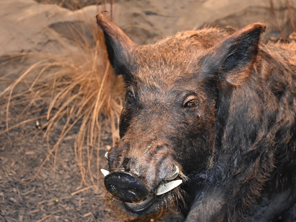 Большой дикий кабан крупным планом