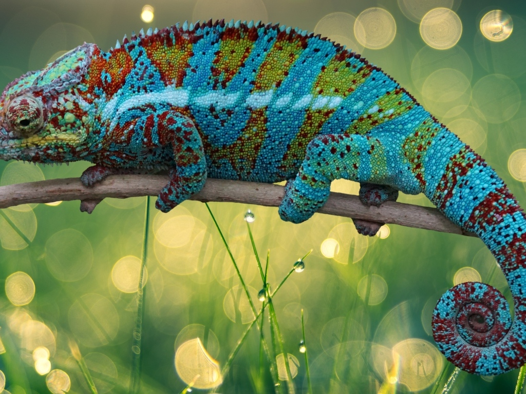 Красивый яркий хамелеон сидит на ветке