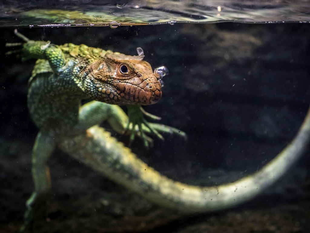 Ящерица кайман плавает в воде