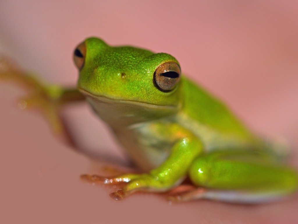 Зеленая лягушка на розовом фоне