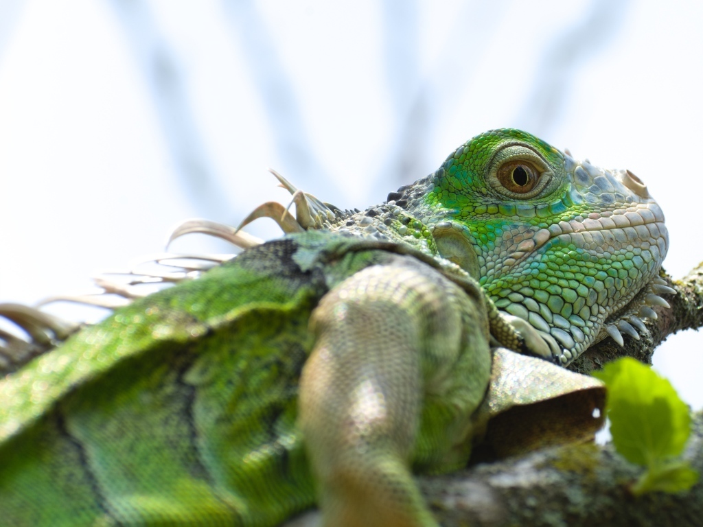 Зеленая игуана на ветке крупным планом