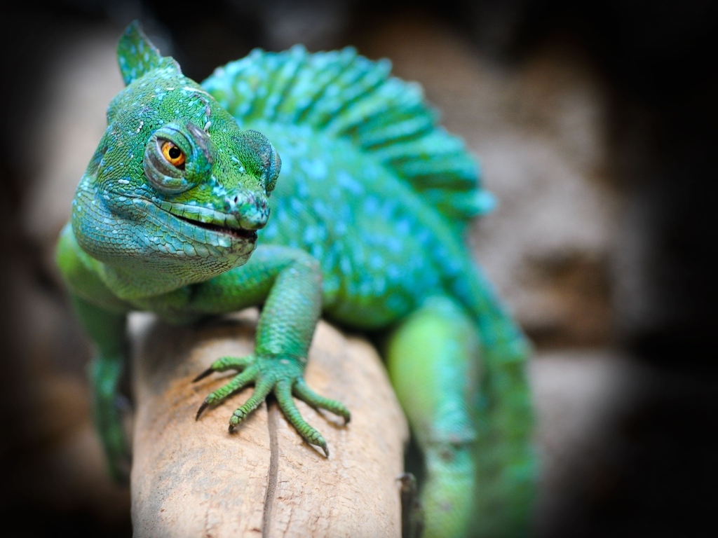 Большая зеленая игуана сидит на ветке