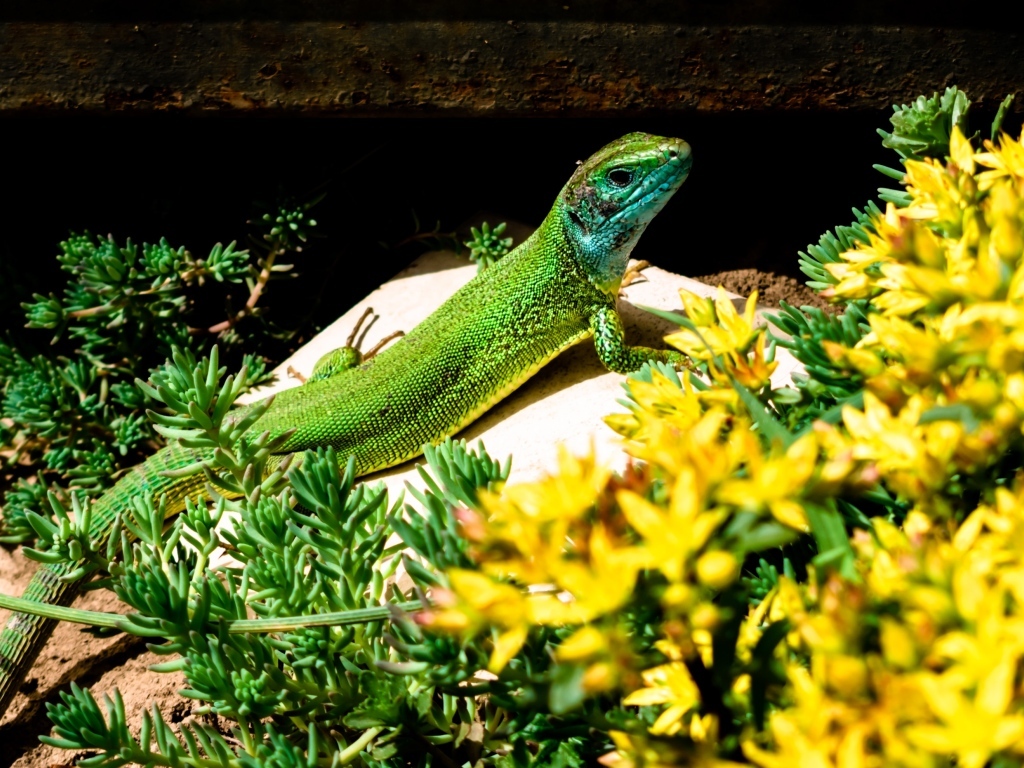 Большая зеленая ящерица в желтых цветах
