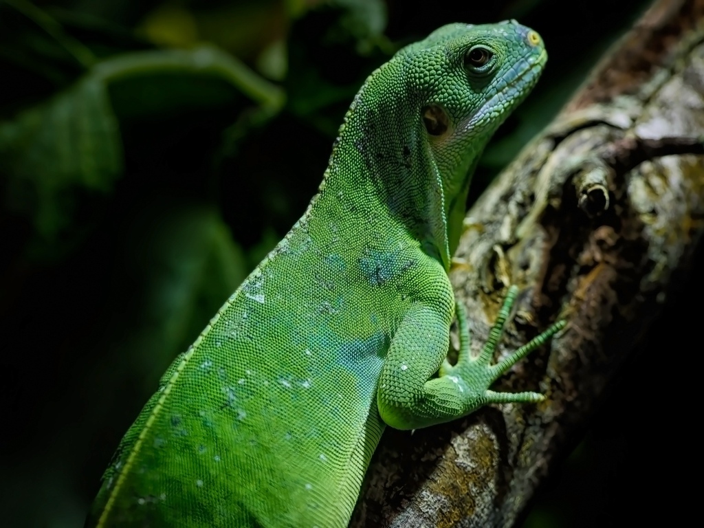 Большая зеленая ящерица с острыми когтями