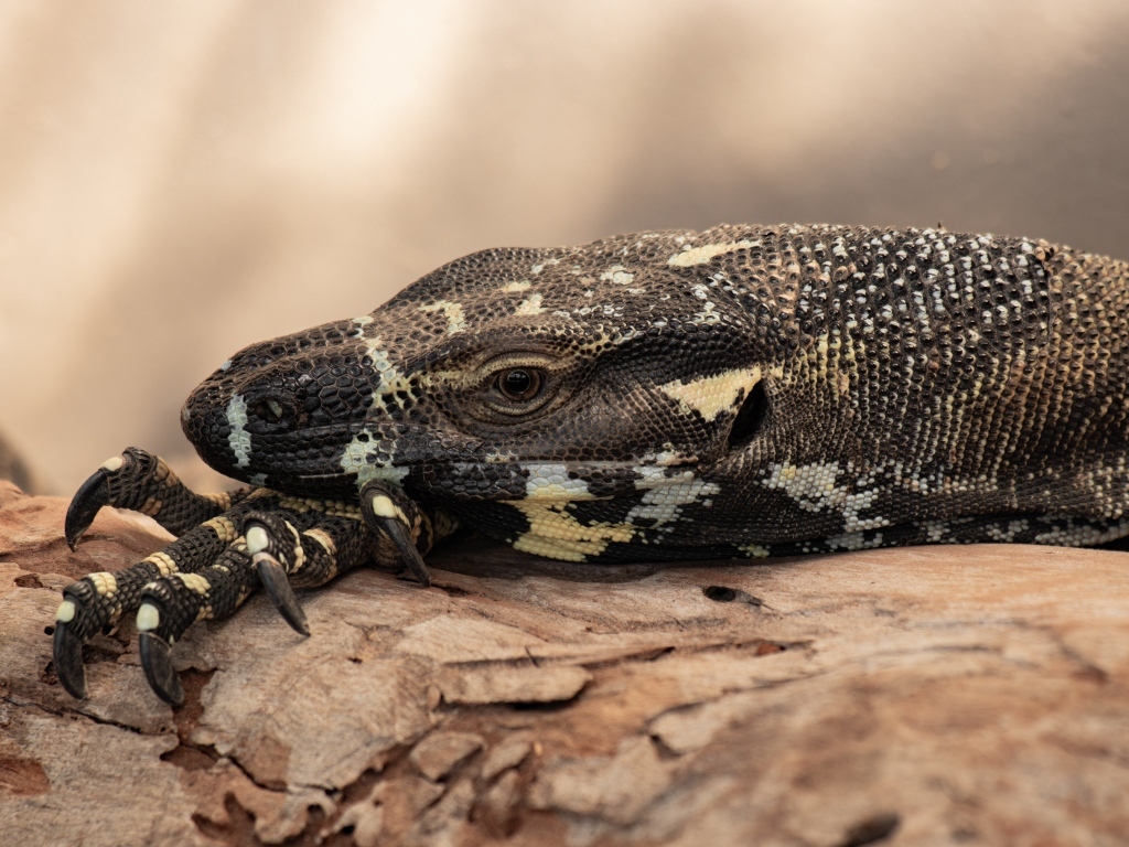 Большая игуана с острыми когтями 