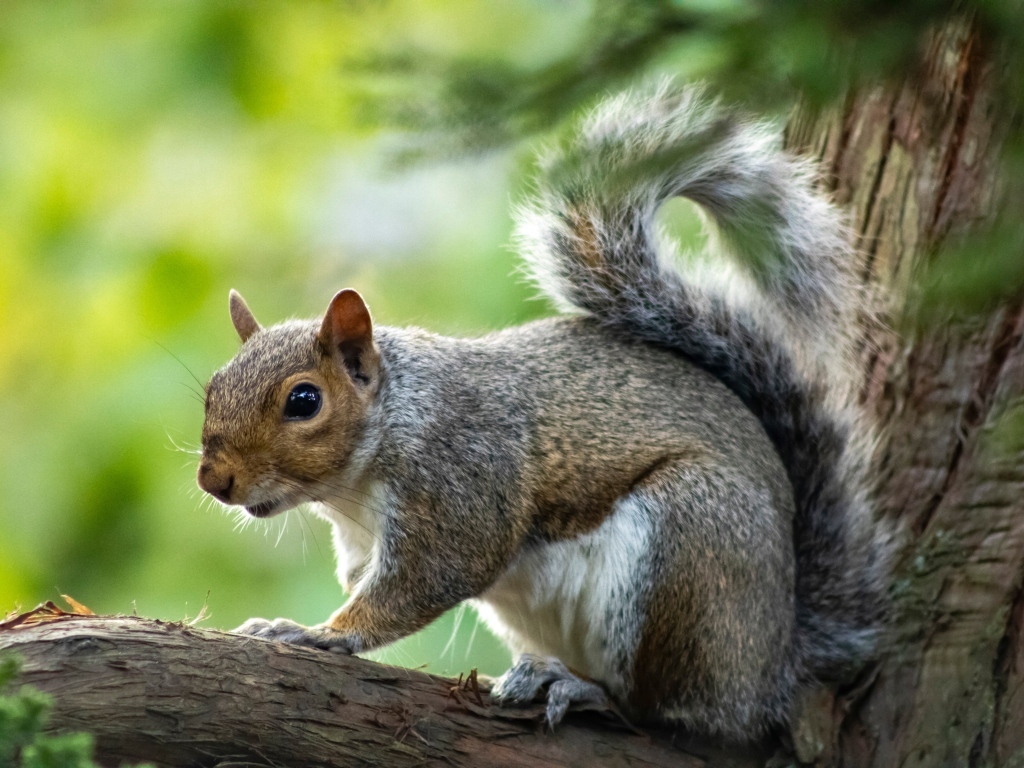 Белка с большими глазами сидит на ветке