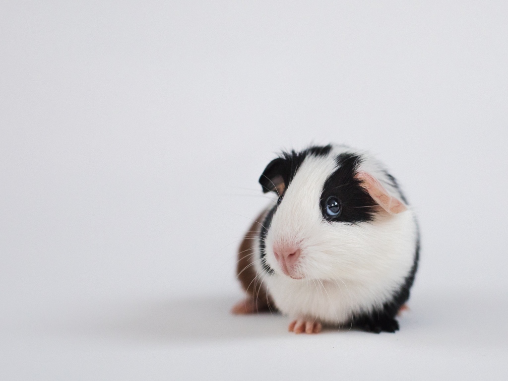 Милая морская свинка на сером фоне