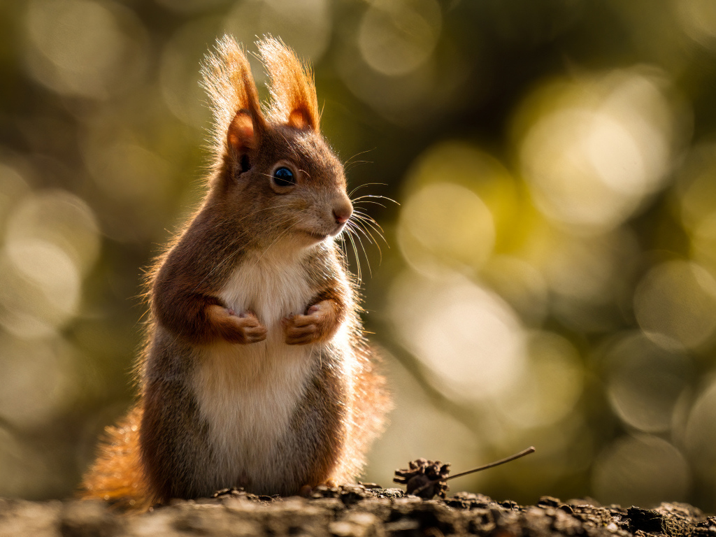 Милая рыжая белка в лучах солнца