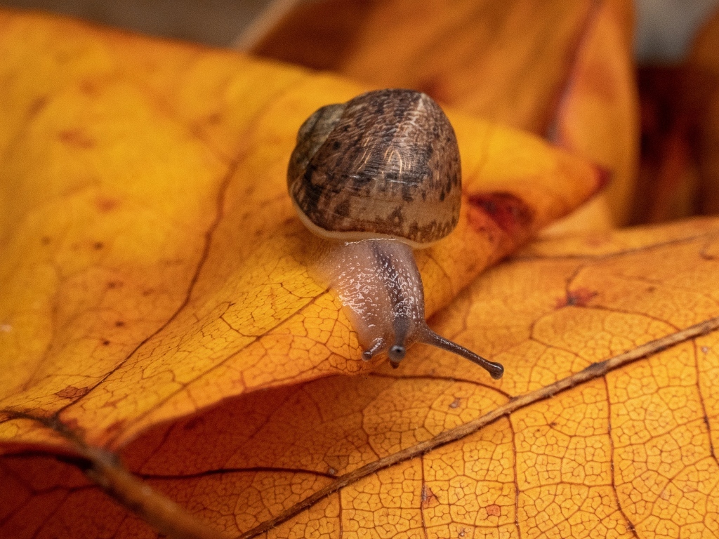 Большая садовая улитка сидит на желтом листке