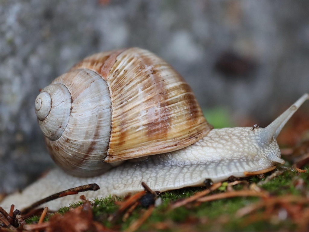 Улитка с большой ракушкой ползет по земле