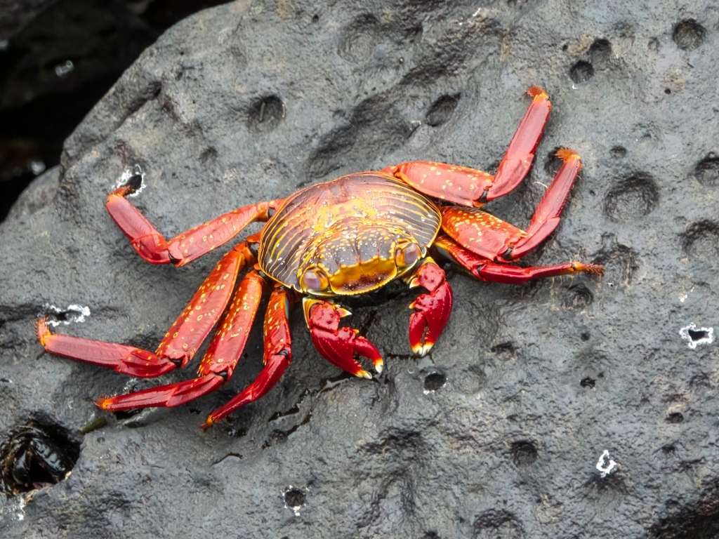 Большой красный краб лежит на камне