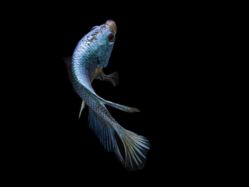 Голубая рыбка на черном фоне