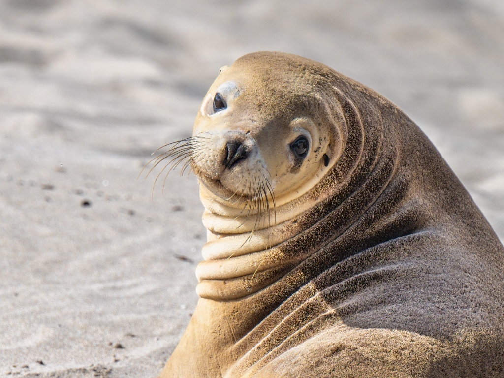 Морской лев лежит на песке