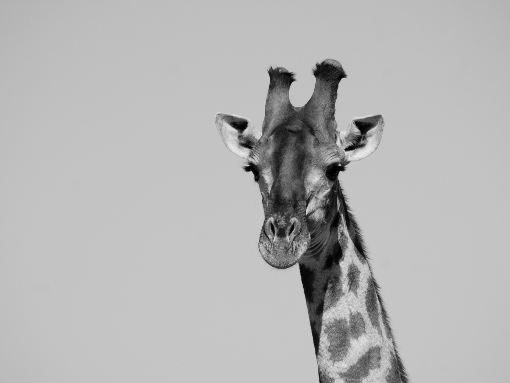 Большой жираф на сером фоне 