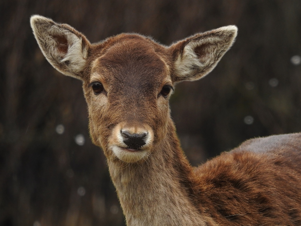 Милый олененок крупным планом