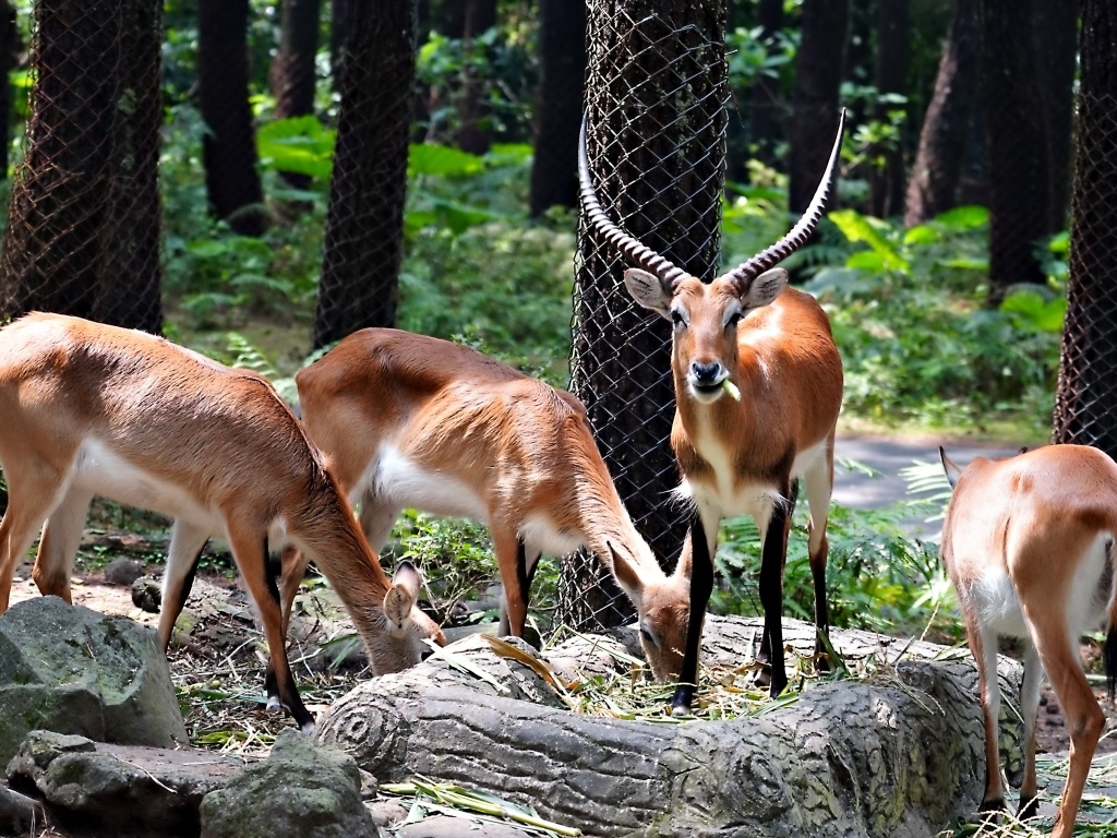 Газели в зоопарке