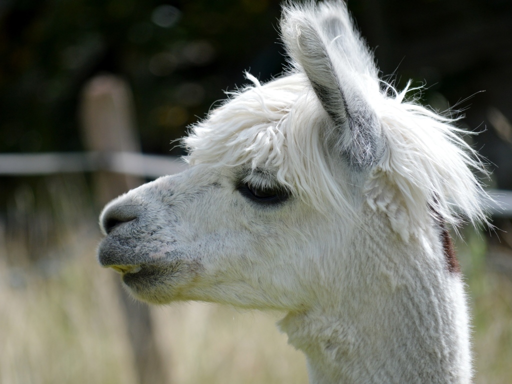Голова белой ламы крупным планом