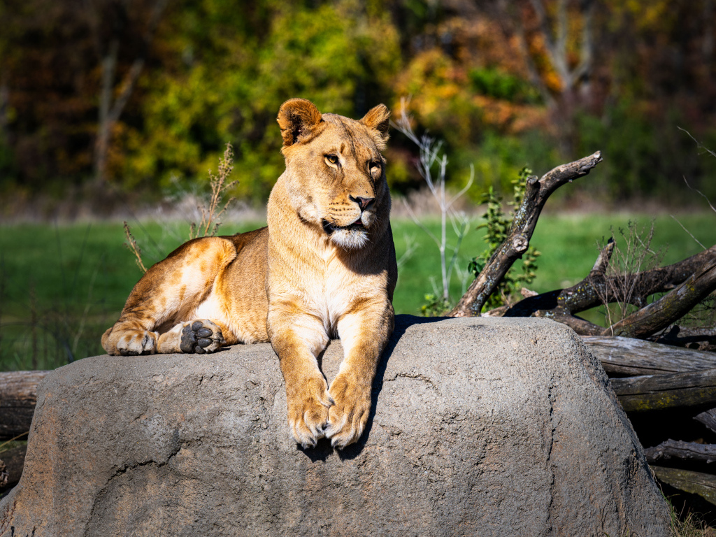 Большая львица лежит на камне в зоопарке