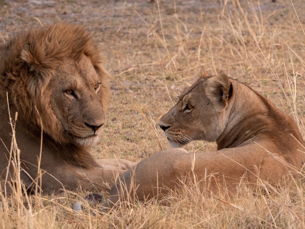 Грациозные лев и львица лежат на сухой траве
