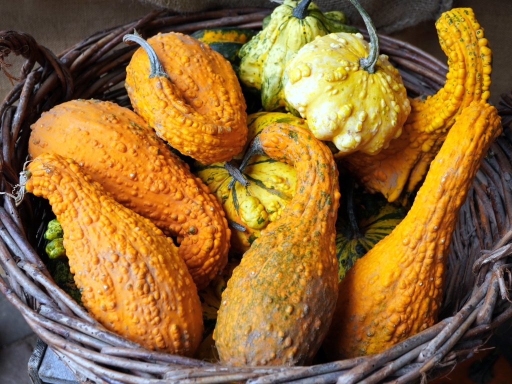 Много тыквы лежит в корзине осенью 