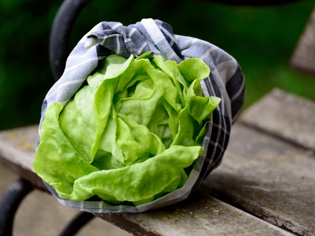 Зеленые листья салата крупным планом