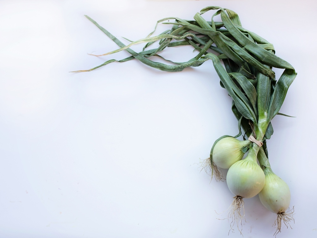 Зеленый лук на сером фоне