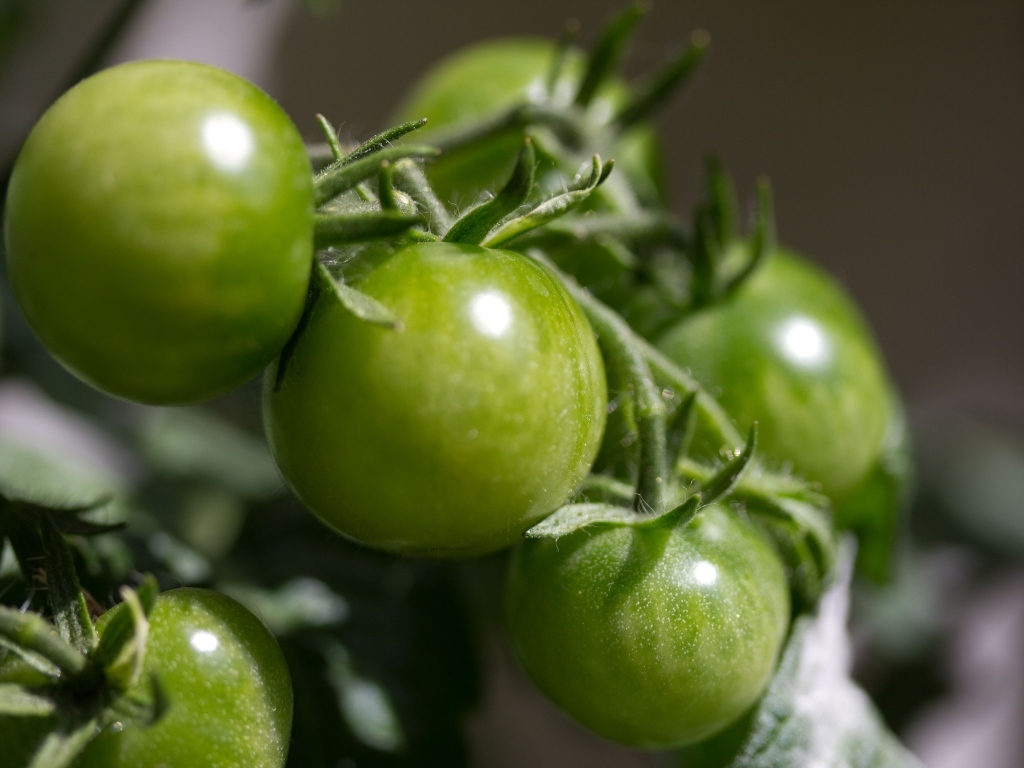 Зеленые помидоры на ветке
