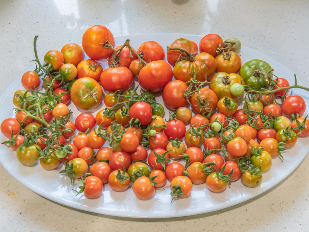 Большая белая тарелка с красными помидорами