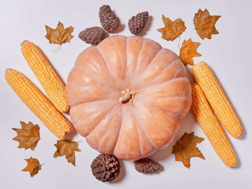 Тыква, кукуруза и  шишки на белом фоне