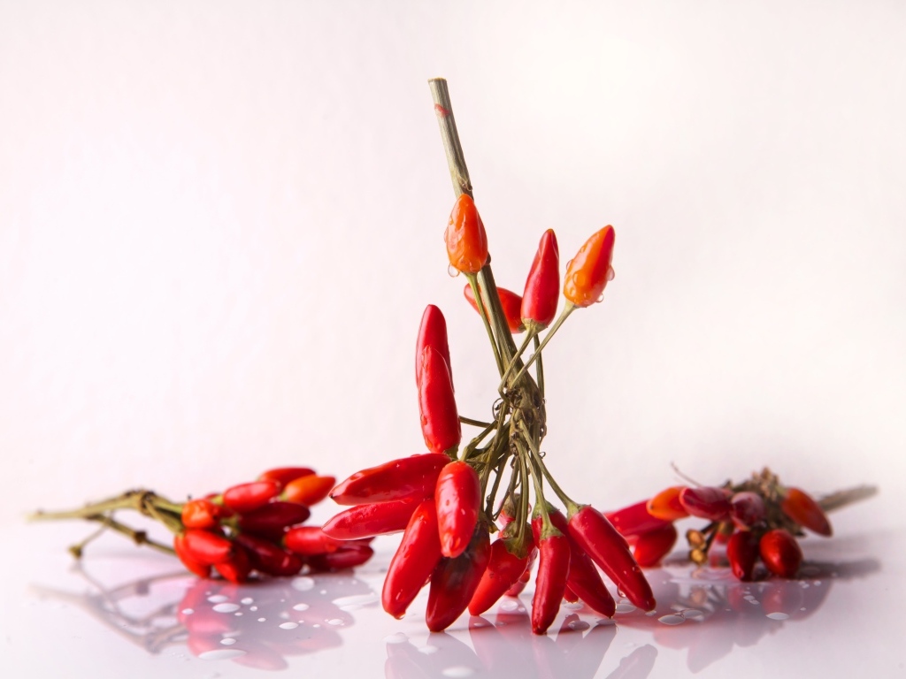 Красный острый перец на белом фоне
