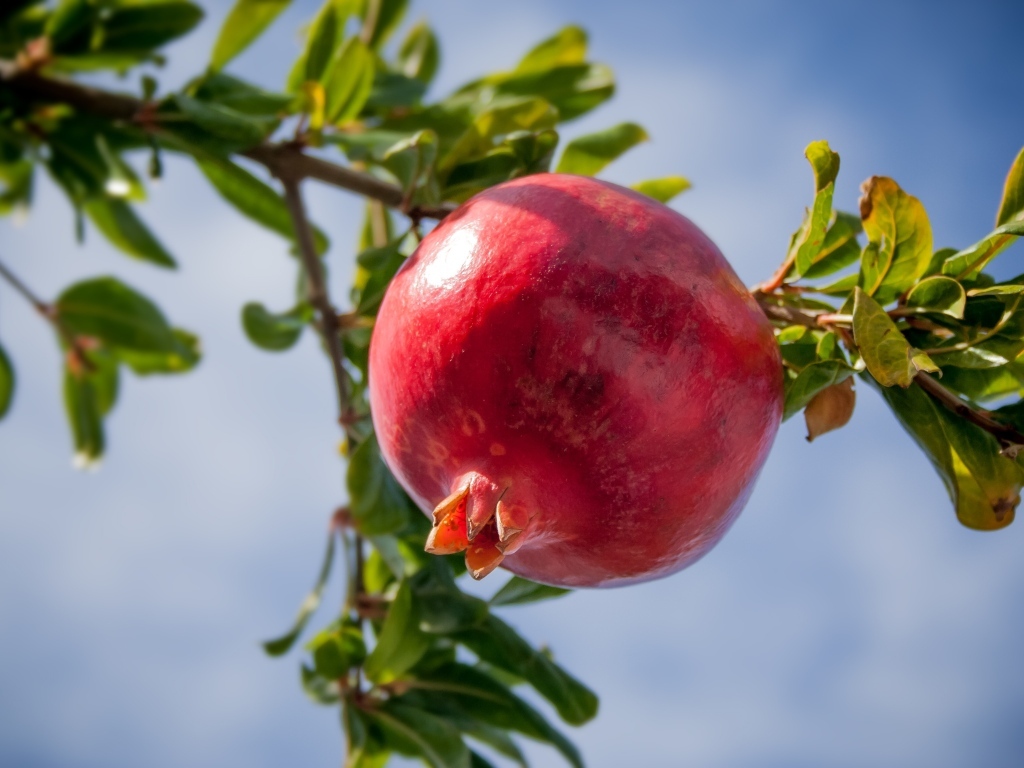 Большой спелый гранат на ветке дерева 