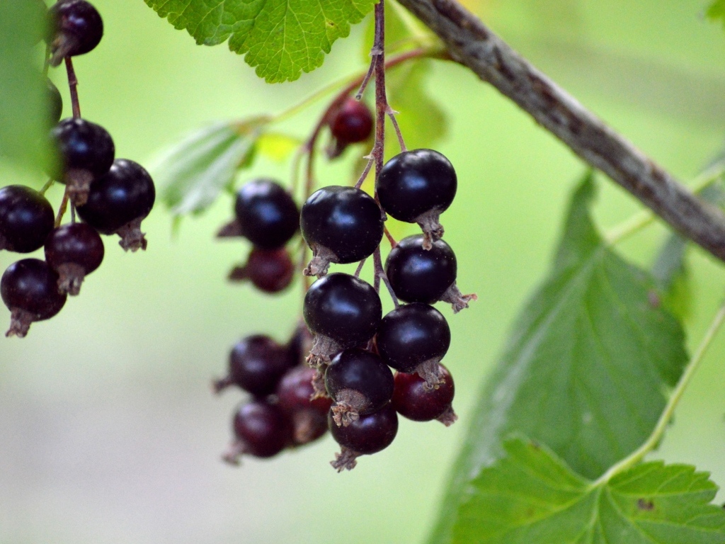 Ягоды черной смородины на ветках