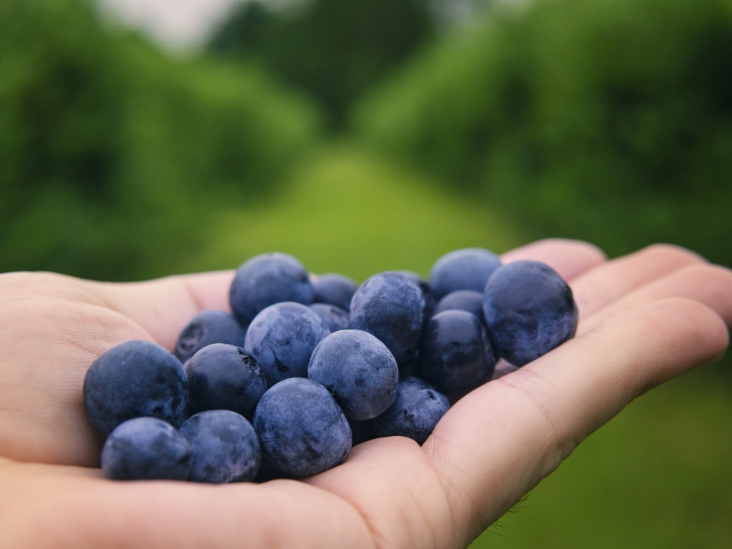 Синие ягоды черники на ладони