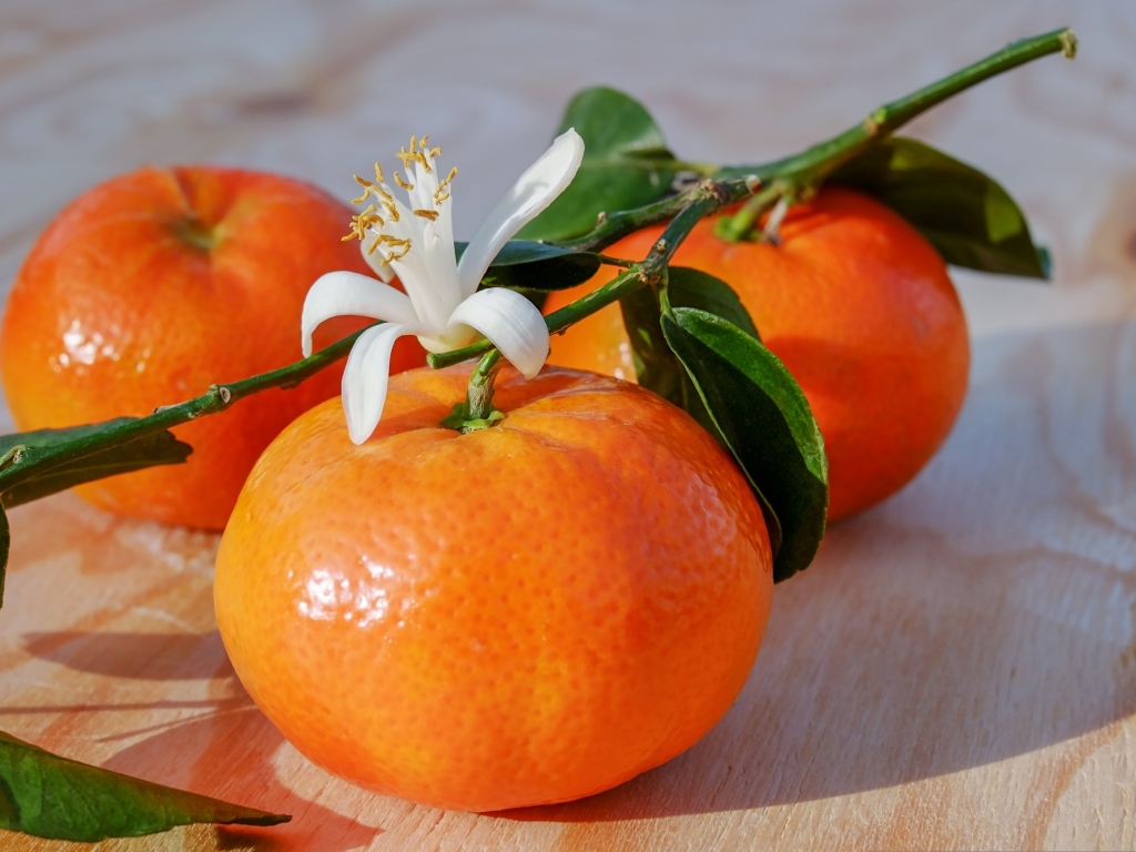 Ветка с мандаринами и цветком