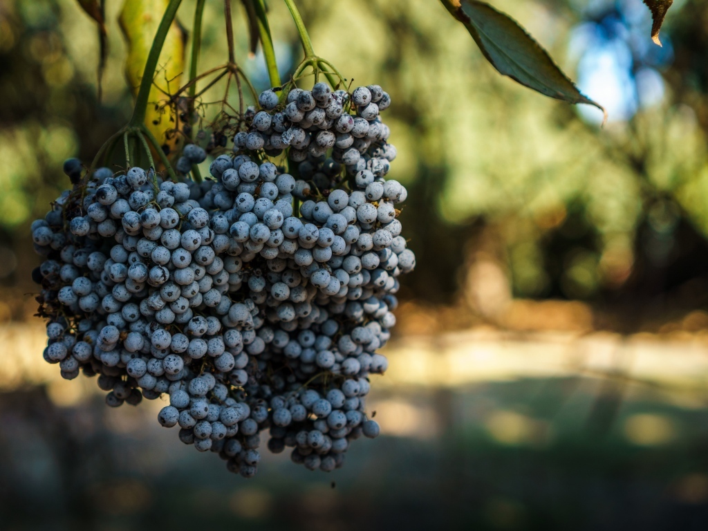 Гроздь дикого синего винограда